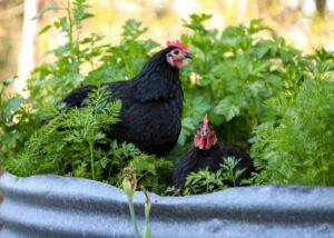 Chickens and plants