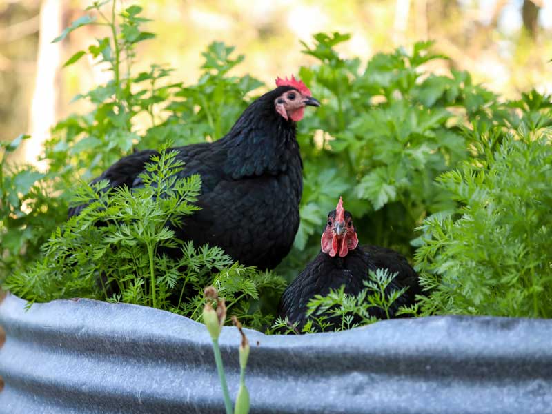 Chickens and plants