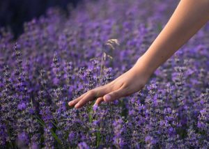 hand touching lavender