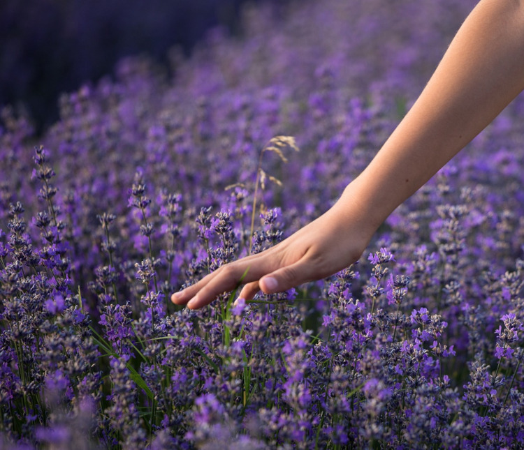 hand touching lavender