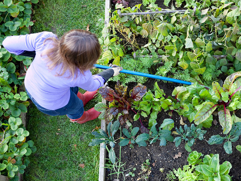 Seen from overhead, a gardener tends to their crops.